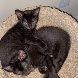 Meet your Posher, Lou